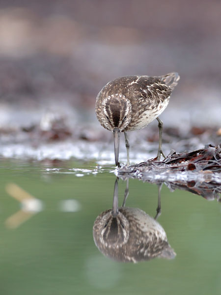 Jänkäsirriäinen, Broad-billed Sandpiper, Calidris falcinellus